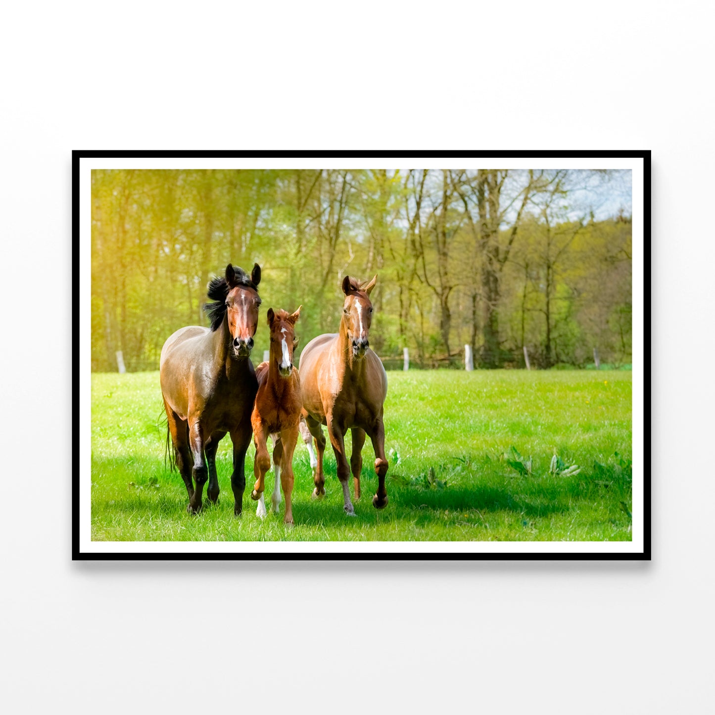 Horses Frolic Happily In a Sun-Drenched Paddock Home Decor Premium Quality Poster Print Choose Your Sizes