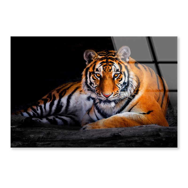 Closeup Of Siberian Tiger  Acrylic Glass Print Tempered Glass Wall Art 100% Made in Australia Ready to Hang - Bella Home Decor