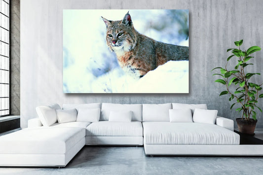 Lynx Wall Art UV Direct Aluminum Print Australian Made Quality