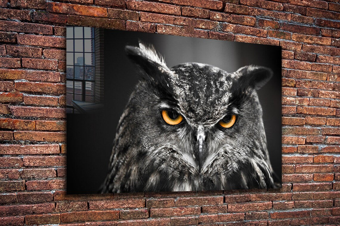 Yellow Eyes Owl B&W UV Direct Aluminum Print Australian Made Quality