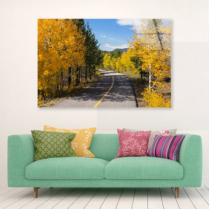 Yellow Aspens Trees in Colorado Acrylic Glass Print Tempered Glass Wall Art 100% Made in Australia Ready to Hang