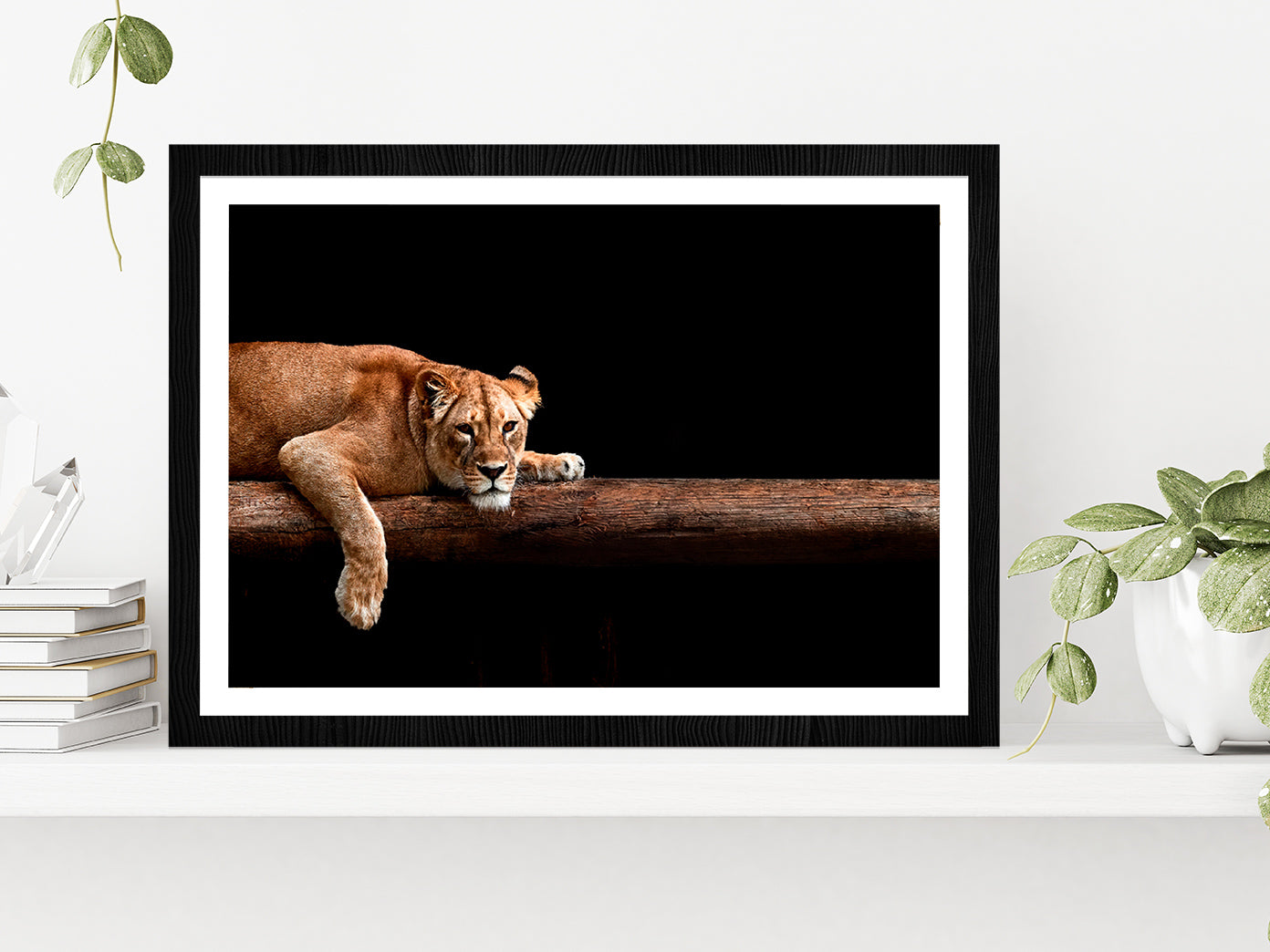 Lioness Portrait In The Dark Glass Framed Wall Art, Ready to Hang Quality Print With White Border Black