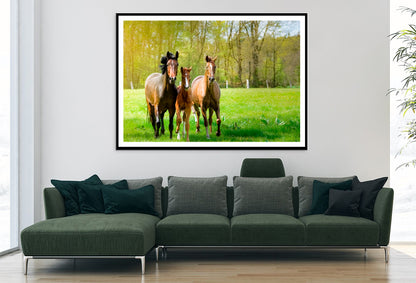 Horses Frolic Happily In a Sun-Drenched Paddock Home Decor Premium Quality Poster Print Choose Your Sizes