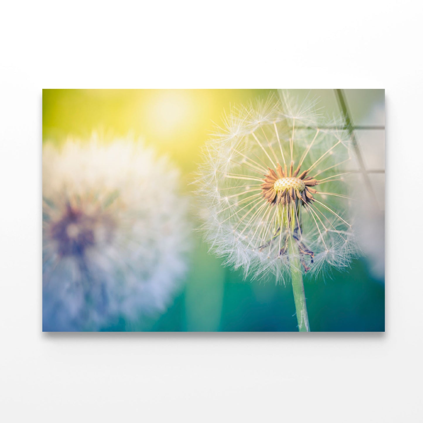 Closeup of Dandelion Acrylic Glass Print Tempered Glass Wall Art 100% Made in Australia Ready to Hang