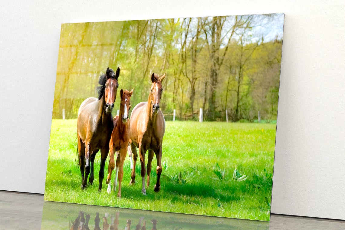 Horses Frolic Happily In a Sun-Drenched Paddock Acrylic Glass Print Tempered Glass Wall Art 100% Made in Australia Ready to Hang