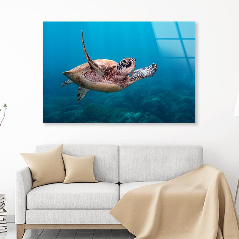 Turtle Swimming in The Ocean Acrylic Glass Print Tempered Glass Wall Art 100% Made in Australia Ready to Hang