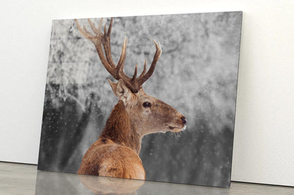 Red Deer in Winter Acrylic Glass Print Tempered Glass Wall Art 100% Made in Australia Ready to Hang