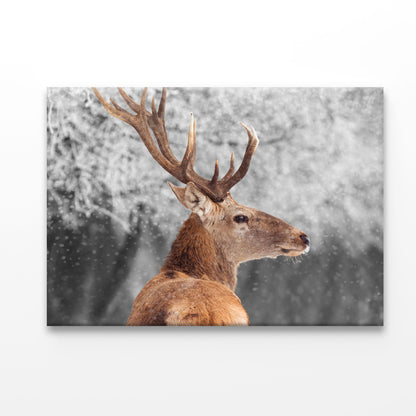 Red Deer in Winter Acrylic Glass Print Tempered Glass Wall Art 100% Made in Australia Ready to Hang