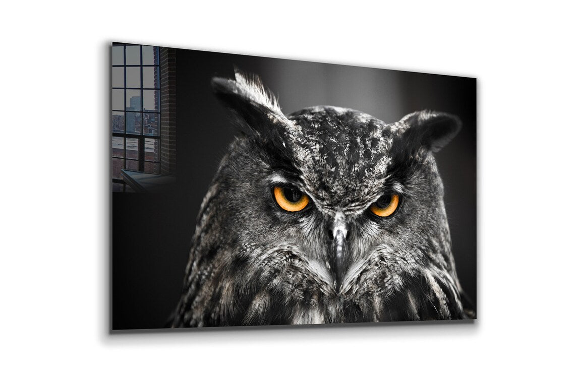 Yellow Eyes Owl B&W UV Direct Aluminum Print Australian Made Quality