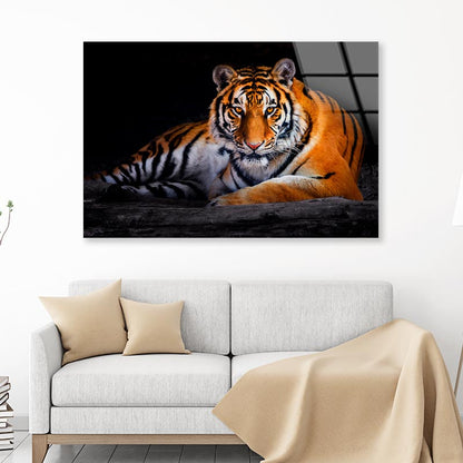 Closeup Of Siberian Tiger  Acrylic Glass Print Tempered Glass Wall Art 100% Made in Australia Ready to Hang - Bella Home Decor