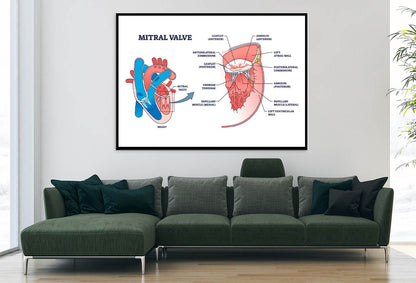 Mitral Valve Structure Home Decor Premium Quality Poster Print Choose Your Sizes