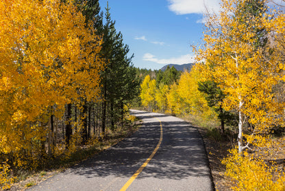 Yellow Aspens Trees in Colorado Print 100% Australian Made