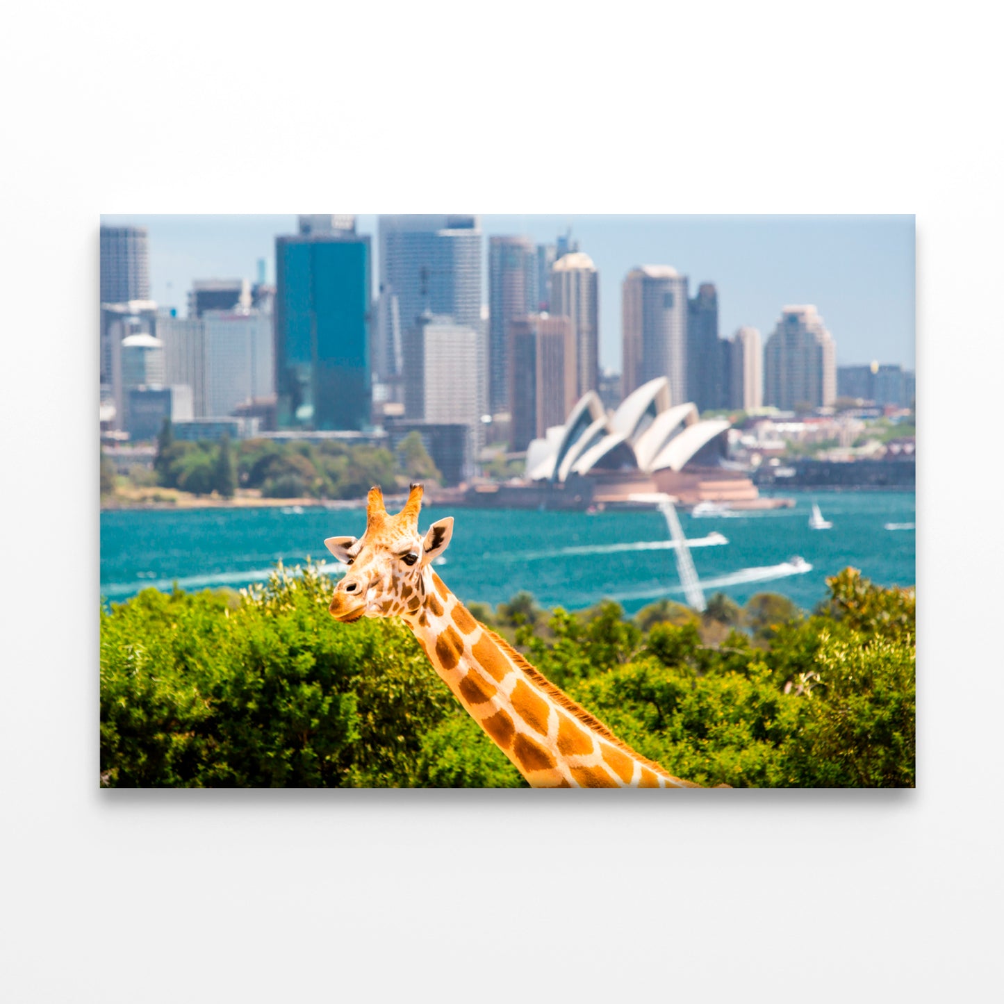 Giraffes Overlooking Sydney Harbour at Taronga Zoo Wall Art Decor 100% Australian Made