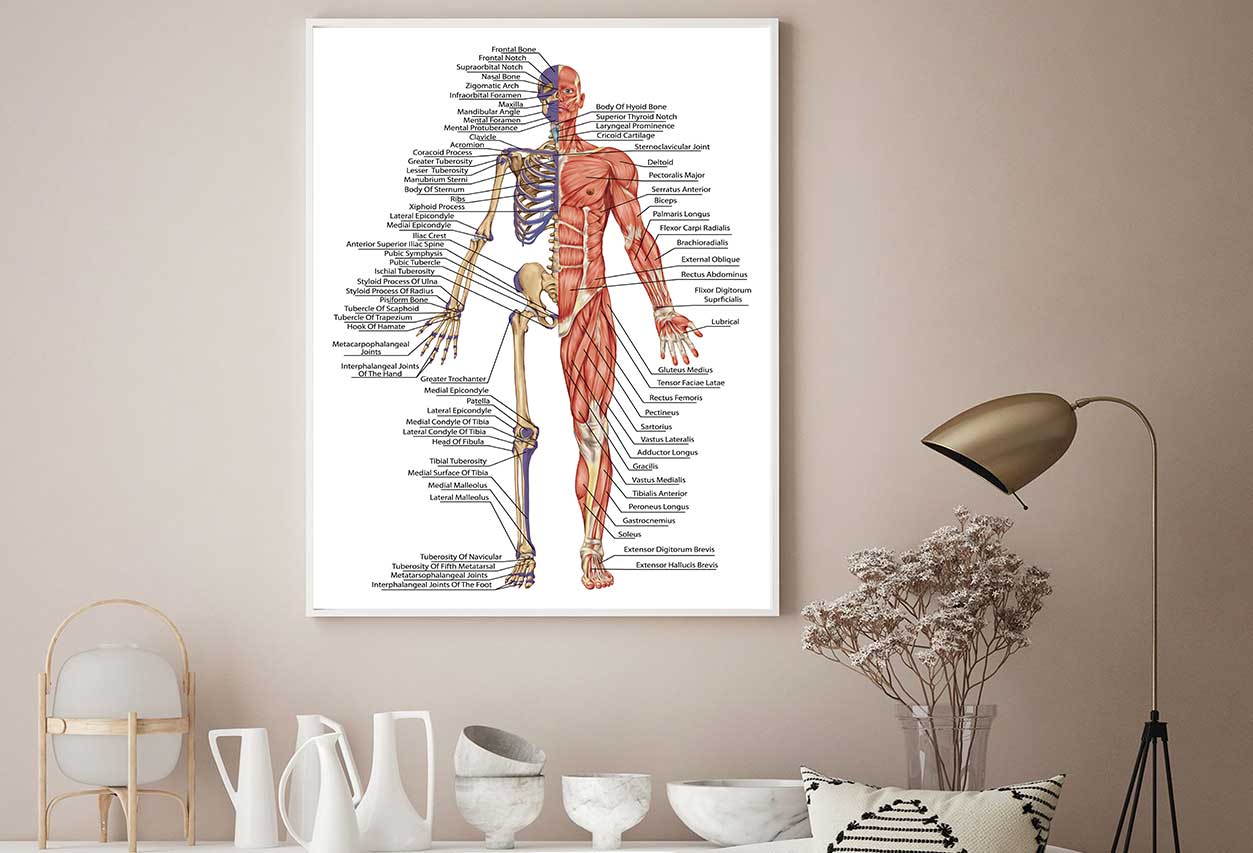 Anatomical Body Human Skeleton Home Decor Premium Quality Poster Print Choose Your Sizes