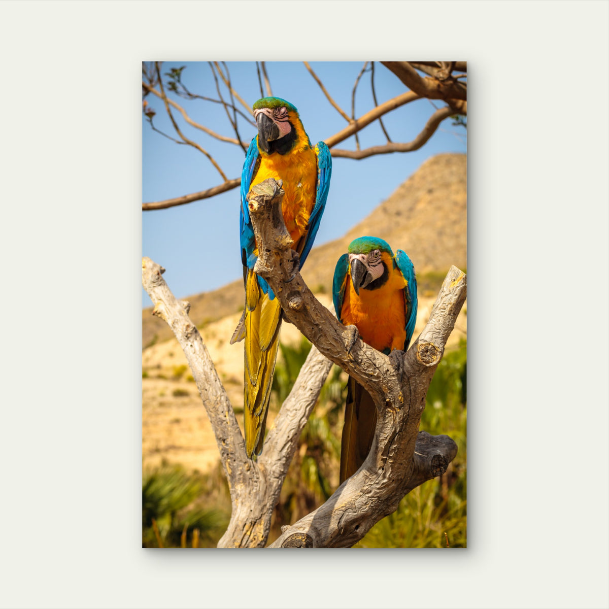 Blue and Yellow Macaw Parrots on Branch 40x60cm Metal Print Ready to Hang