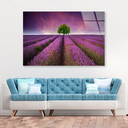 Stunning Lavender Field Sunset with Single Tree Acrylic Glass Print Tempered Glass Wall Art 100% Made in Australia Ready to Hang