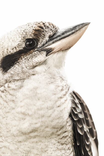 Kookaburra Bird Closeup Side View Photograph Glass Framed Wall Art, Ready to Hang Quality Print