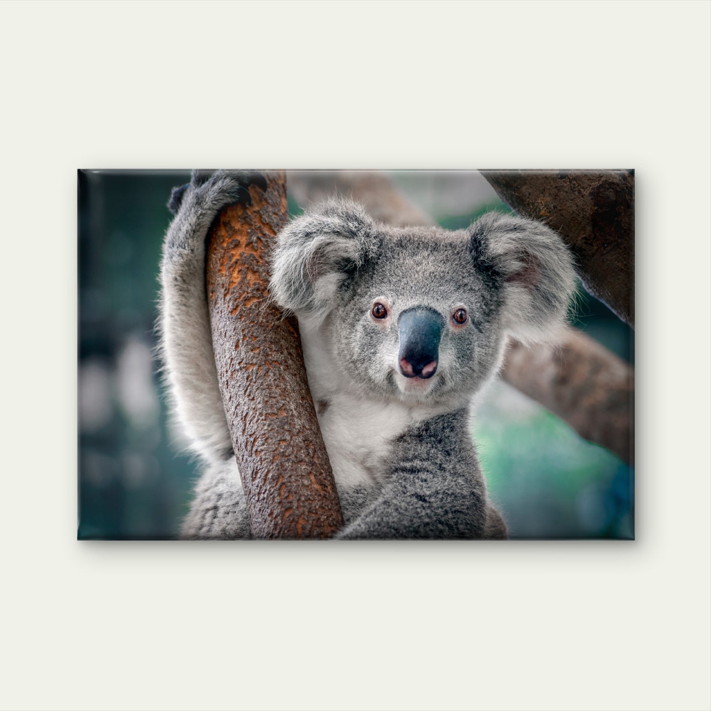 Fluffy Gray Koala Bear on Tree Branch Wall Art Decor 100% Australian Made