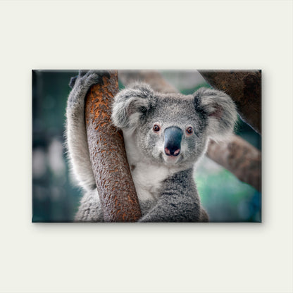 Fluffy Gray Koala Bear on Tree Branch Wall Art Decor 100% Australian Made