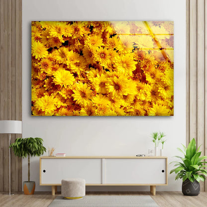 Yellow Daisy Flowers UV Direct Aluminum Print Australian Made Quality