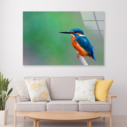 Beautiful Bird in Nature Common Kingfisher  Acrylic Glass Print Tempered Glass Wall Art 100% Made in Australia Ready to Hang