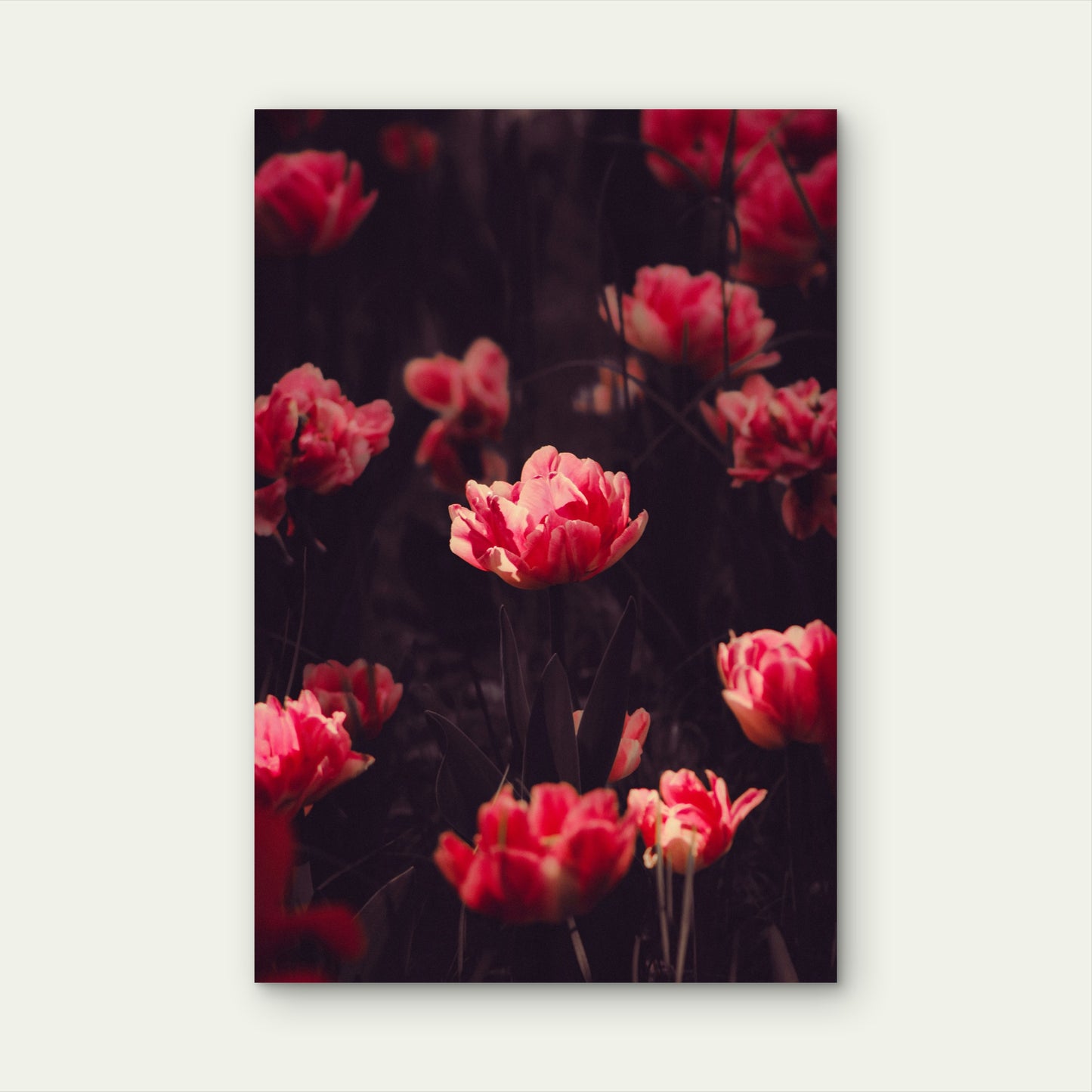Parrot Tulips with Flamboyant Petals 40x60cm Metal Print Ready to Hang