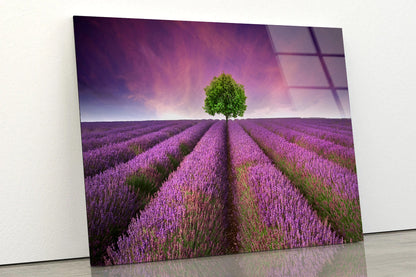 Stunning Lavender Field Sunset with Single Tree Acrylic Glass Print Tempered Glass Wall Art 100% Made in Australia Ready to Hang