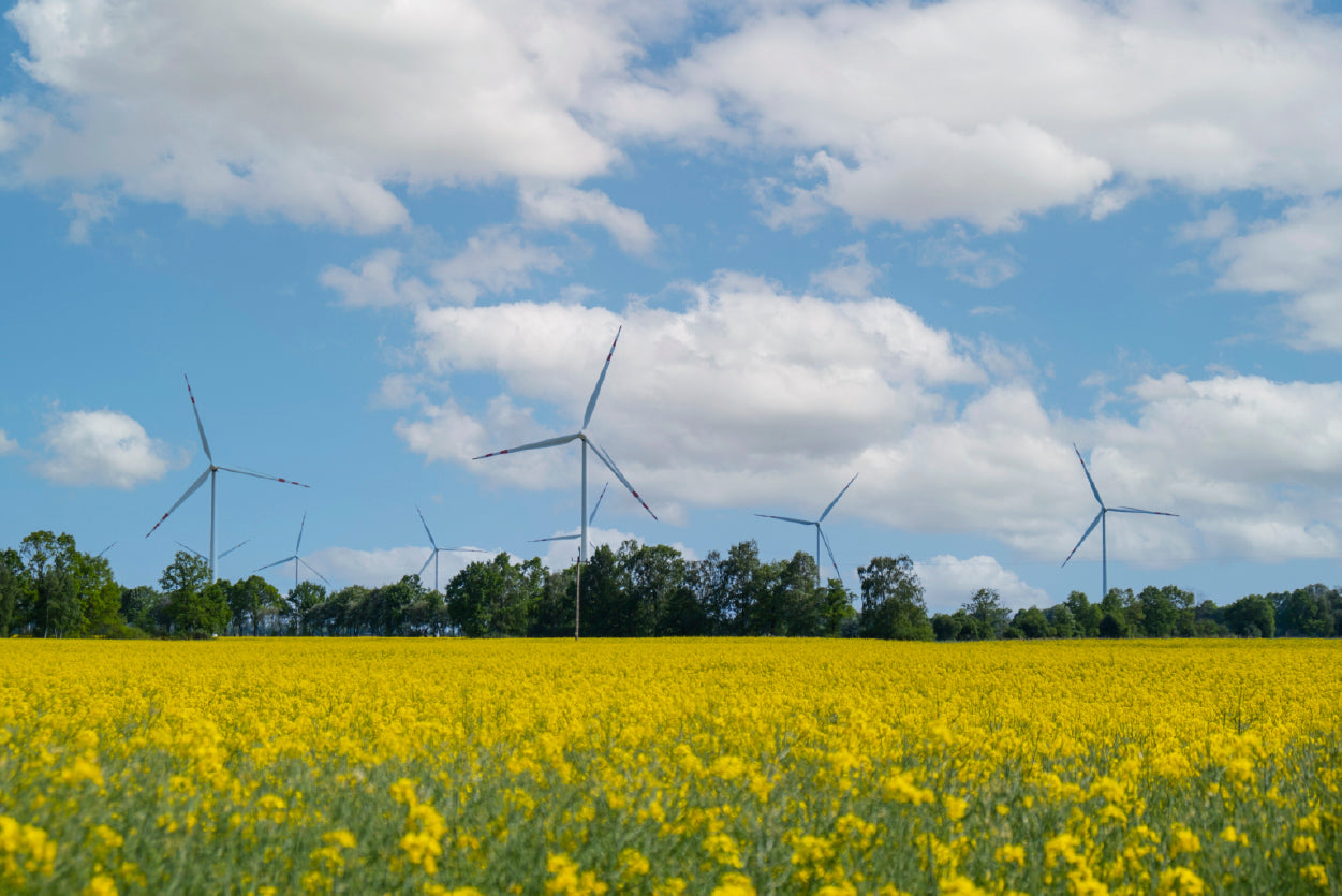 Rapeseed Plant and Wind Turbines Print 100% Australian Made - Bella Home Decor