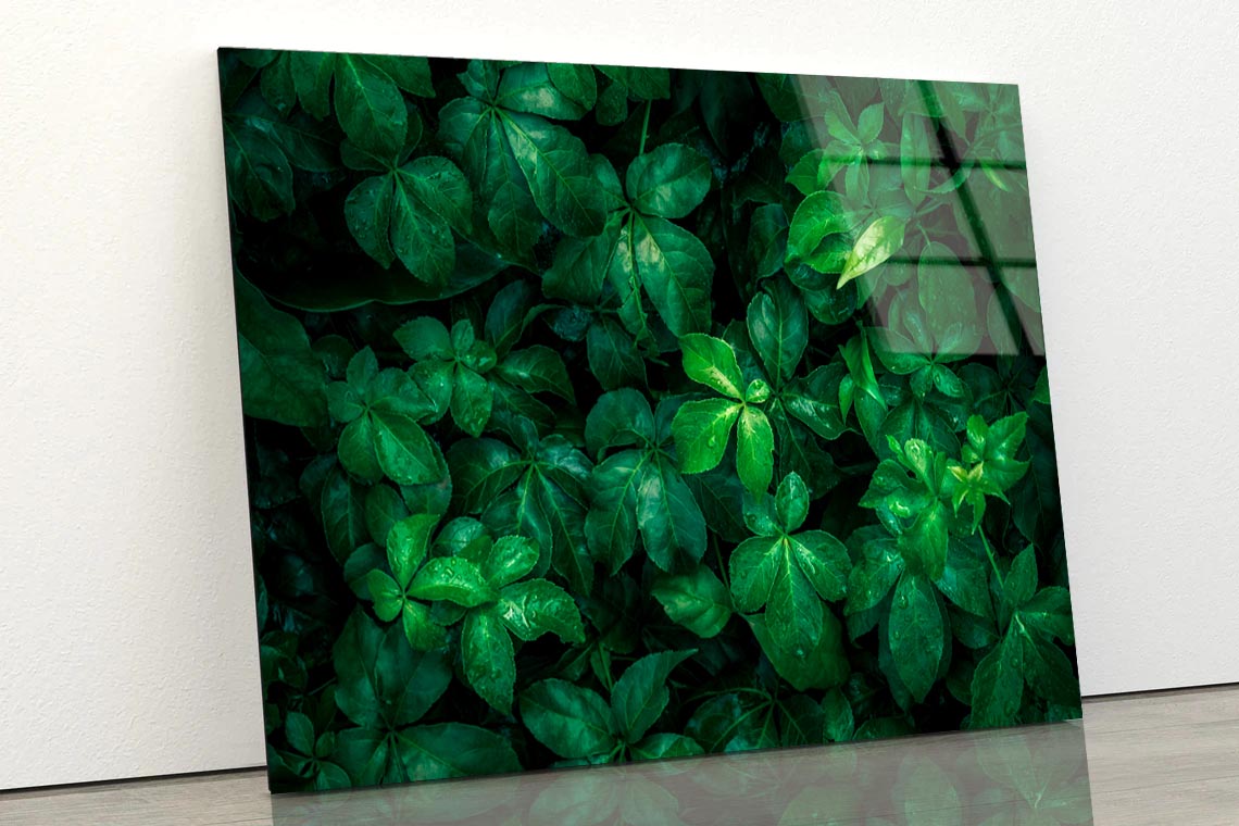 Foliage Of Tropical Leaf Acrylic Glass Print Tempered Glass Wall Art 100% Made in Australia Ready to Hang - Bella Home Decor