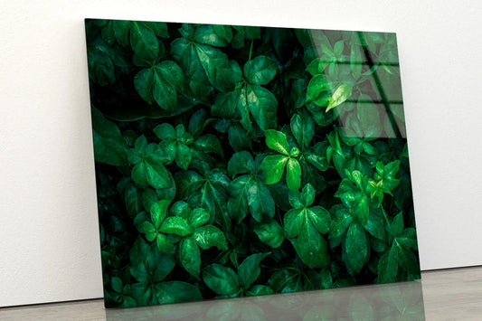 Foliage Of Tropical Leaf Acrylic Glass Print Tempered Glass Wall Art 100% Made in Australia Ready to Hang