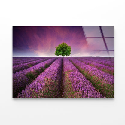 Stunning Lavender Field Sunset with Single Tree Acrylic Glass Print Tempered Glass Wall Art 100% Made in Australia Ready to Hang