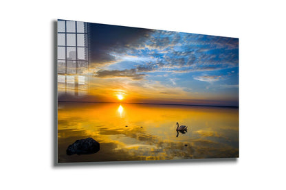 Swan on Lake Sunset UV Direct Aluminum Print Australian Made Quality