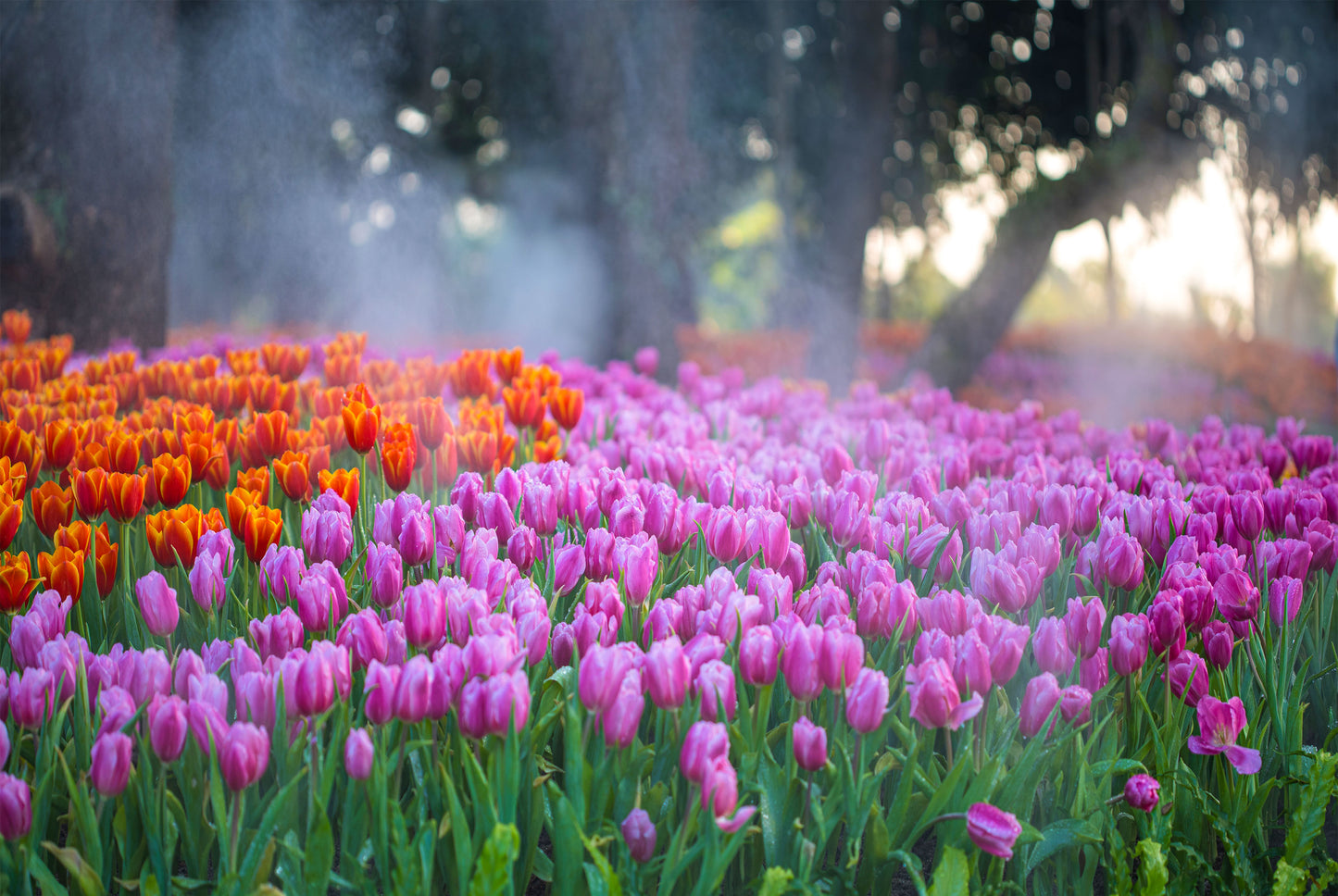 A Field Of Tulips in Full Bloom Wall Art Decor 100% Australian Made - Bella Home Decor