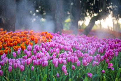A Field Of Tulips in Full Bloom Wall Art Decor 100% Australian Made - Bella Home Decor