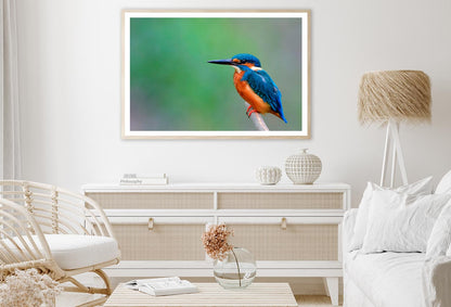 Beautiful Bird in Nature Common Kingfisher Home Decor Premium Quality Poster Print Choose Your Sizes