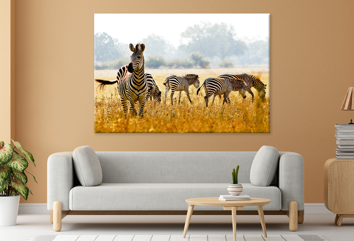 Male Zebra Protecting His Herd Wall Art Decor 100% Australian Made - Bella Home Decor