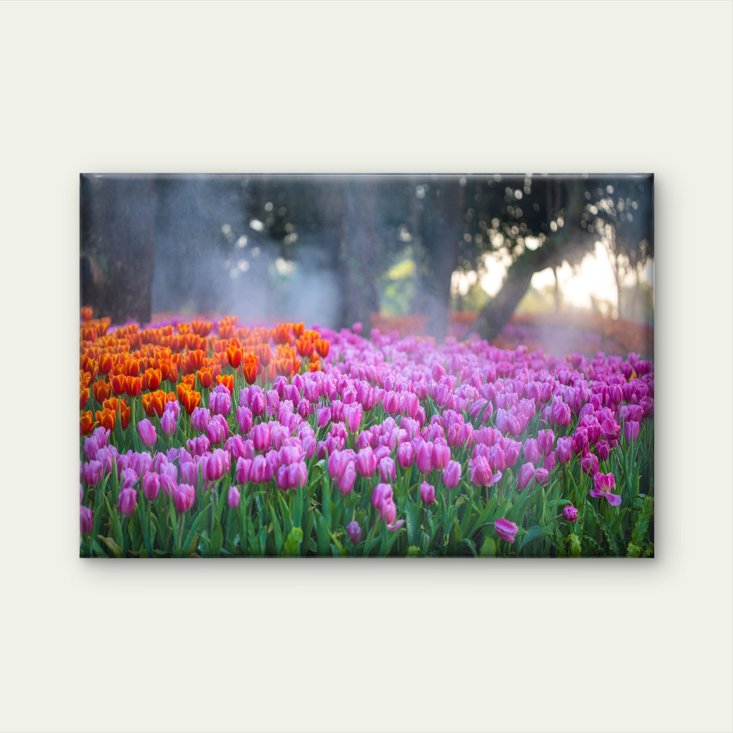 A Field Of Tulips in Full Bloom Wall Art Decor 100% Australian Made - Bella Home Decor