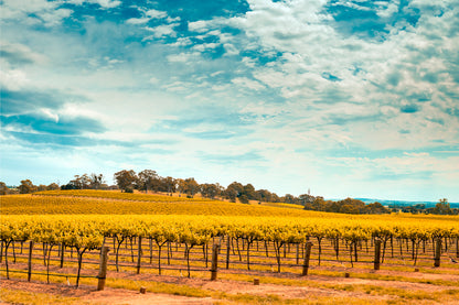 Picturesque Barossa Valley South Australia Vineyard Wall Art Decor 100% Australian Made