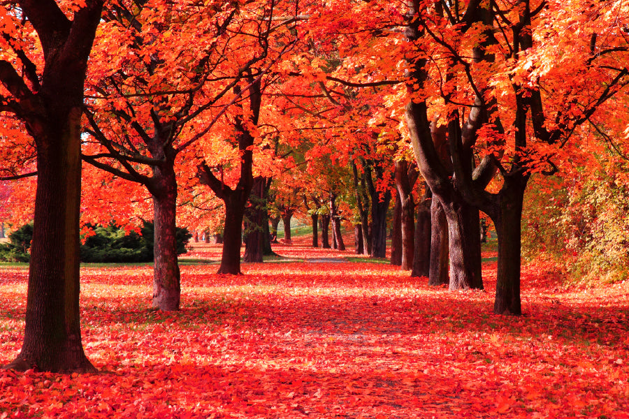 Colorful Autumn Forest Print 100% Australian Made