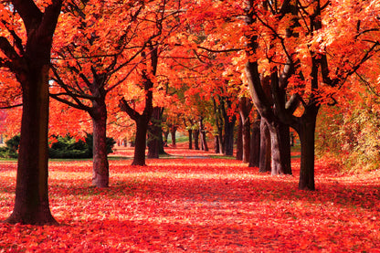 Colorful Autumn Forest Print 100% Australian Made