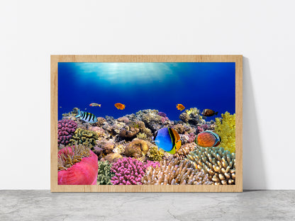 Underwater World & Coral Fishes Glass Framed Wall Art, Ready to Hang Quality Print Without White Border Oak