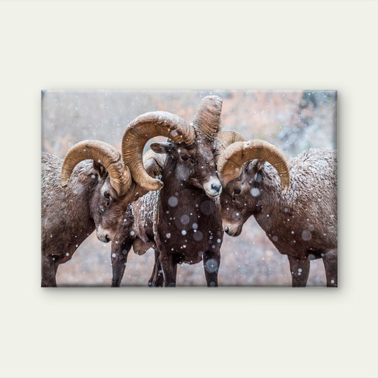 Bighorn Sheep Rams in North American Snow Wall Art Decor 100% Australian Made