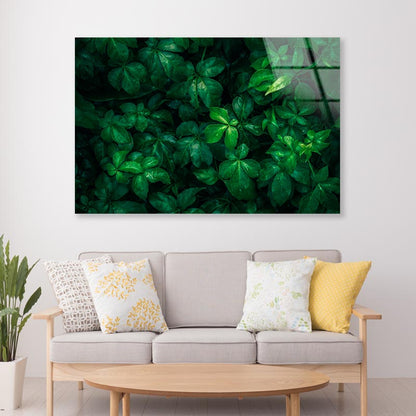 Foliage Of Tropical Leaf Acrylic Glass Print Tempered Glass Wall Art 100% Made in Australia Ready to Hang - Bella Home Decor