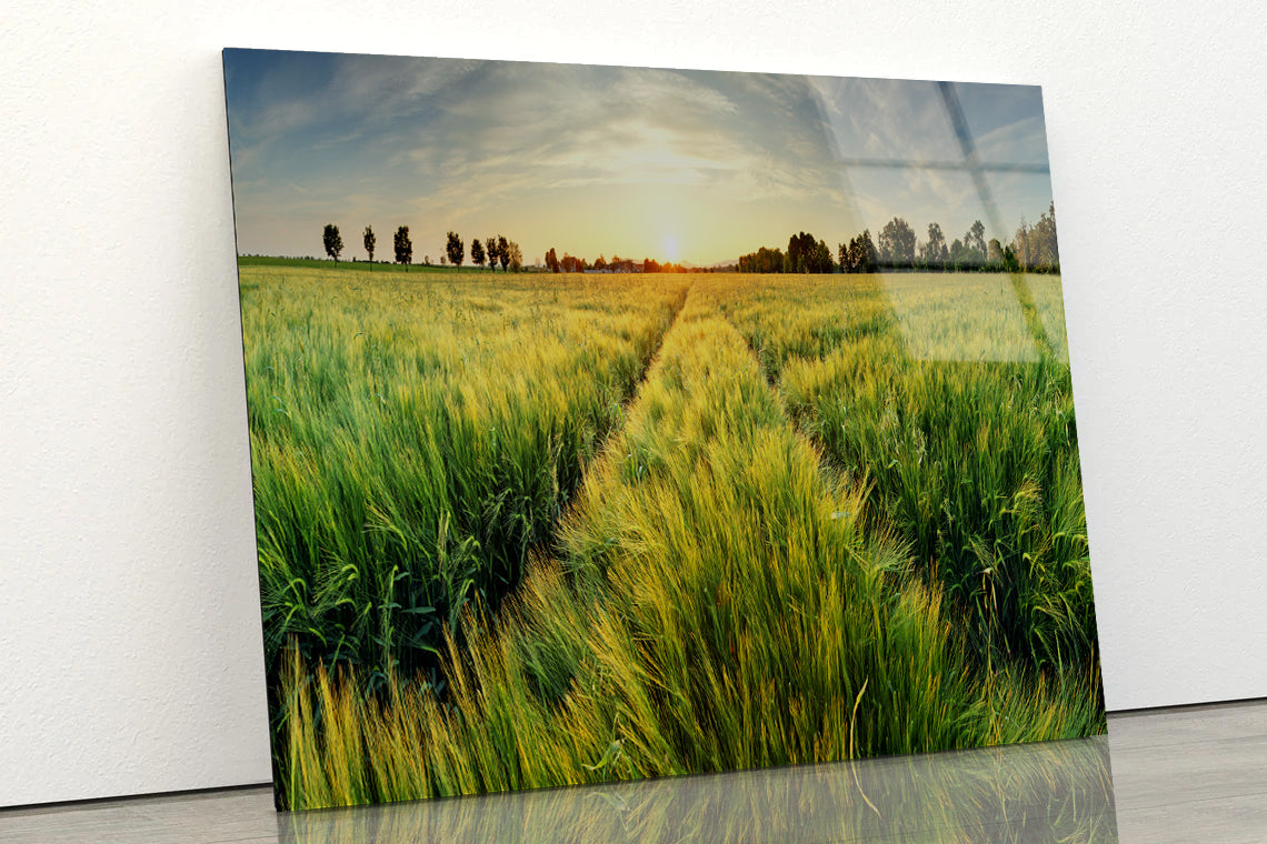 Wheat Field, Sunset & Trees Acrylic Glass Print Tempered Glass Wall Art 100% Made in Australia Ready to Hang - Bella Home Decor