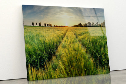 Wheat Field, Sunset & Trees Acrylic Glass Print Tempered Glass Wall Art 100% Made in Australia Ready to Hang - Bella Home Decor