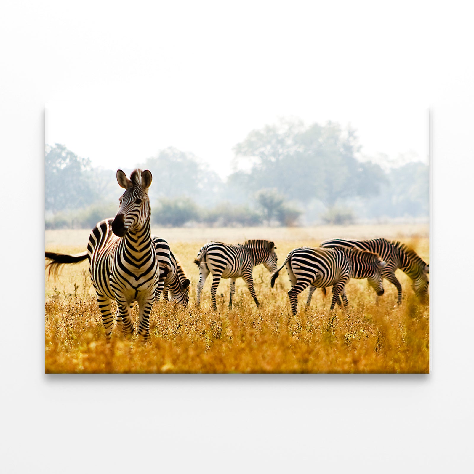 Male Zebra Protecting His Herd Wall Art Decor 100% Australian Made - Bella Home Decor