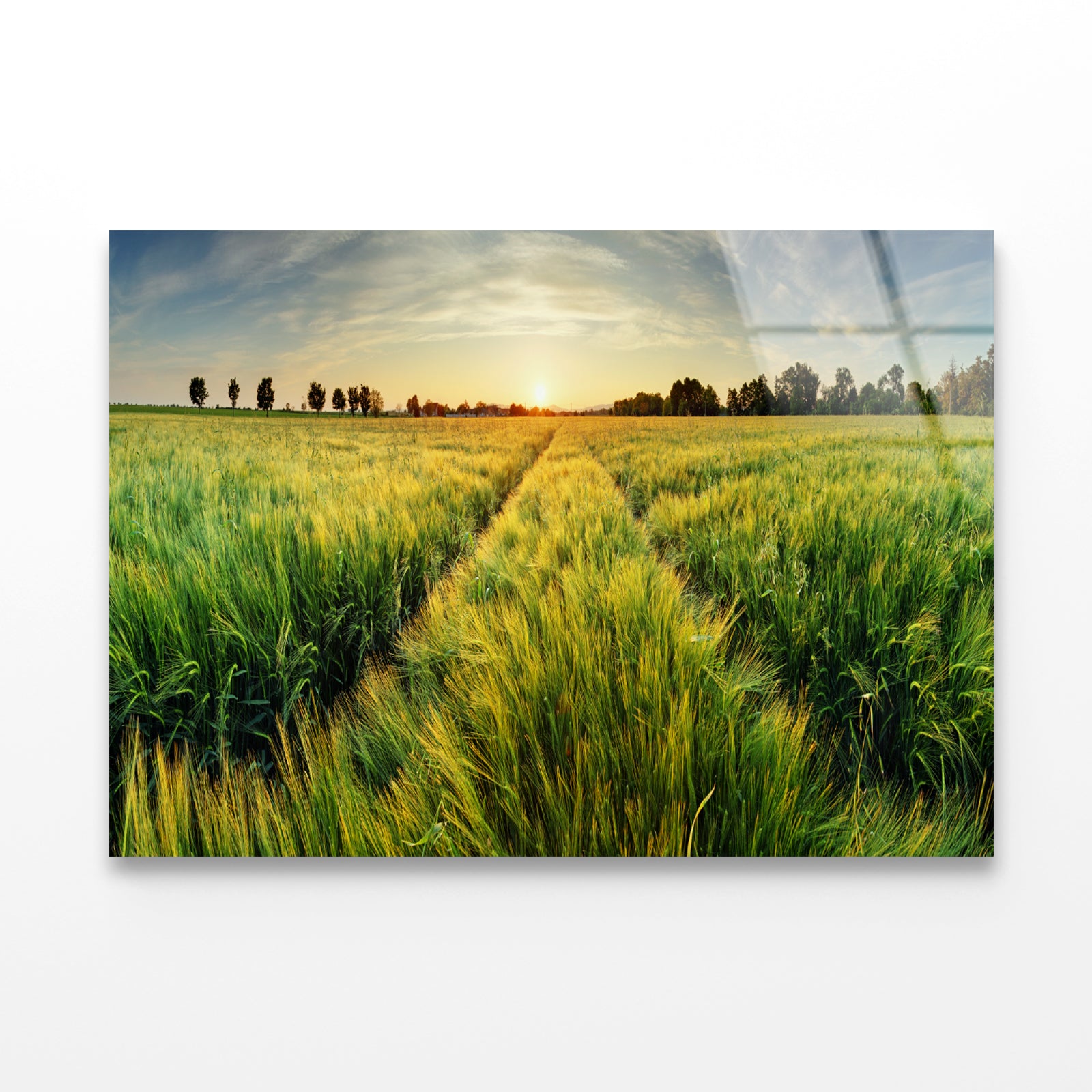 Wheat Field, Sunset & Trees Acrylic Glass Print Tempered Glass Wall Art 100% Made in Australia Ready to Hang - Bella Home Decor