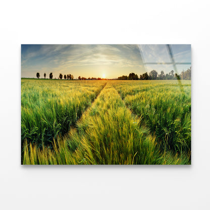Wheat Field, Sunset & Trees Acrylic Glass Print Tempered Glass Wall Art 100% Made in Australia Ready to Hang - Bella Home Decor