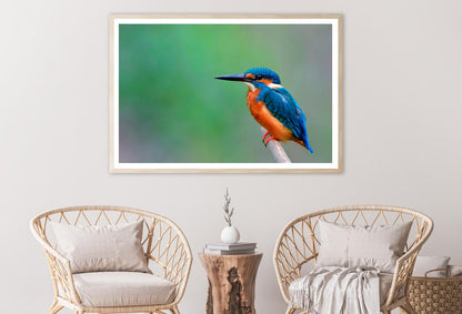 Beautiful Bird in Nature Common Kingfisher Home Decor Premium Quality Poster Print Choose Your Sizes