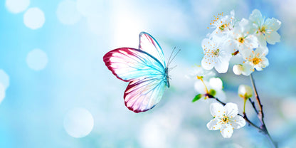 Spring Butterfly Blue Blossom Wall Art Canvas Office Home Room Framed 120x60cm